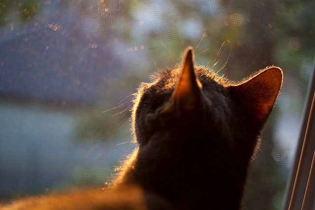 世界乒乓球锦标赛赛程公布，期待赛事精彩，世界乒乓球锦标赛官网