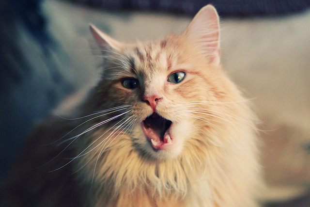 九游APP官网-五大联赛场均黄牌数量呈上升趋势，五大联赛黄牌停牌规则