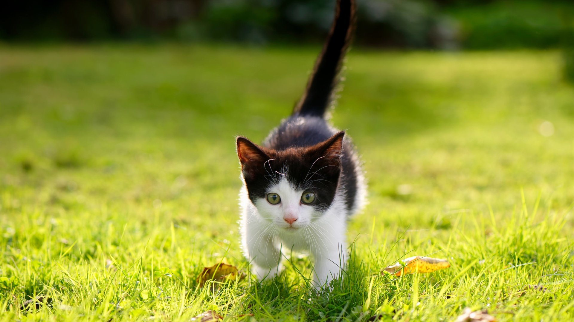 Jiuyou-博卡未来三年关键在于稳定阵容核心，博卡怎么样